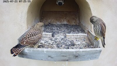 20250721 072520-Hik-1 DAY 46 - 21 July 2025 07:25 video two juveniles. One flies to perch