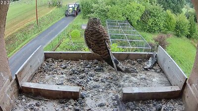 20250721 155650 C310_nest DAY 46 - 21 July 2025 15:56 video tractor spotting