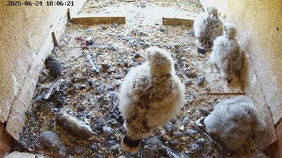 20250624 180620-Hilook DAY 19 - 24 June 2025 18:06 video