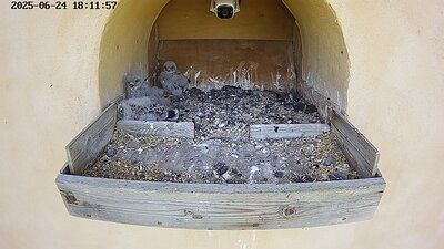 20250624 181200-Hik-1 DAY 19 - 24 June 2025 18:12 video