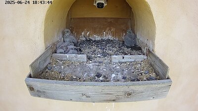 20250624 184347-Hik-1 DAY 19 - 24 June 2025 18:43 video