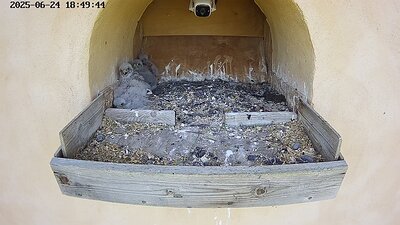 20250624 184949-Hik-1 DAY 19 - 24 June 2025 18:49 video