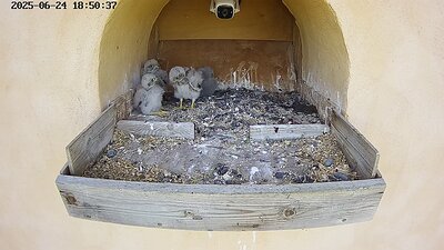 20250624 185038-Hik-1 DAY 19 - 24 June 2025 18:50 video