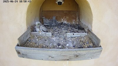 20250624 185847-Hik-1 DAY 19- 24 June 2025 18:58 video