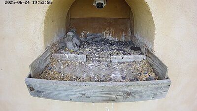 20250624 195357-Hik-1 DAY 19 - 24 June 2025 19:53 video