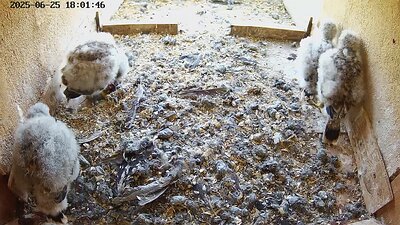 20250625 180150-Hilook DAY 20 - 25 June 2025 18:01 video