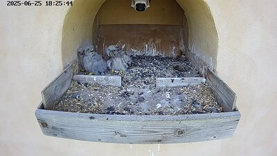 20250625 182545-Hik-1 DAY 20 - 25 June 2025 18:25 video