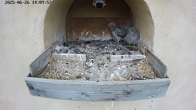 20250626 141000-Hik-1 DAY 21 - 26 June 2025 14:10 video