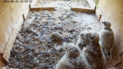 20250626 200000-Hilook DAY 21 - 26 June 2025 20:00 video