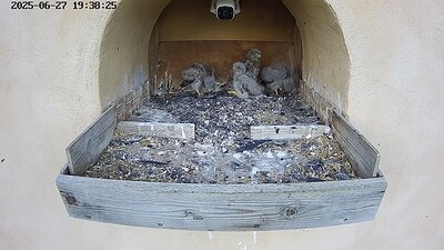 20250627 193830-Hik-1 DAY 22 - 27 June 2025 19:38 video