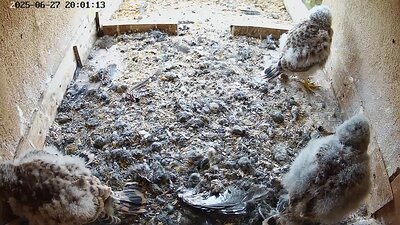 20250627 200115-Hilook DAY 22 - 27 June 2025 20:01 video