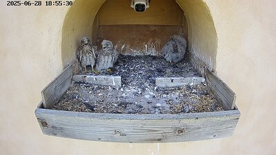 20250628 185530-Hik-1 DAY 23 - 28 June 2025 18:55 video