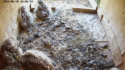 20250628 200700-Hilook DAY 23 - 28 June 2025 20:07 video