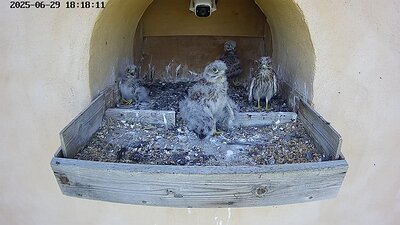 20250629 181810-Hik-1 DAY 24 - 29 June 2025 18:18 video