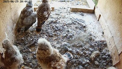 20250629 204500-Hilook DAY 24 - 29 June 2025 20:45 video