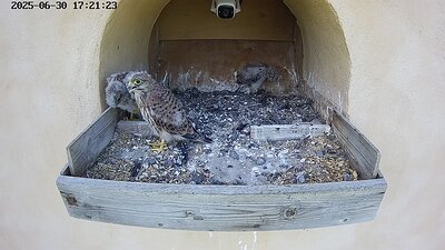 20250630 172125-Hik-1 DAY 25 - 30 June 2025 17:21 video