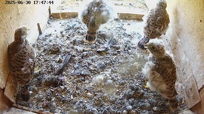 20250630 174745-Hilook DAY 25 - 30 June 2025 17:47 video