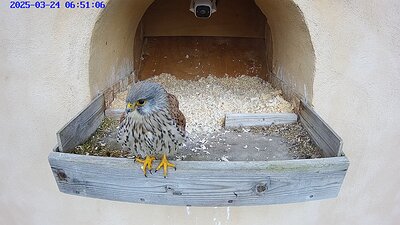 20250324 0651 065113-Hik-1 24 March 06:51 male kestrel