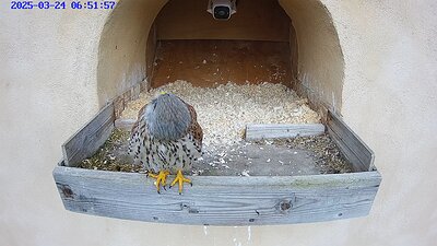 20250324 0652 065204pe-Hik-1 24 March 06:52 male kestel looking up