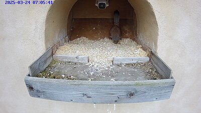 20250324 0705 070540-Hik-1 video 24 March 07:05 male waits for female. Femal arrives, a greeting, then the male leaves