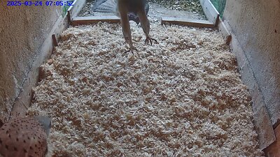 20250324 0705 070545-Hilook video 24 March 07:05 male waits for female. Female arrives, a greeting, then the male leaves