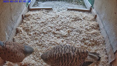 20250324 0705 070558-Hilook 24 March 07:05 male and female meet