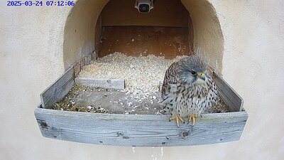 20250324 0712 071214pe-Hik-1 24 March 07:12 female kestrel