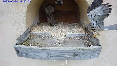 20250324 1435 143550-Hik-1 video 24 March 14:35 the female waits. The male arrives with a vole which the female takes and flies away