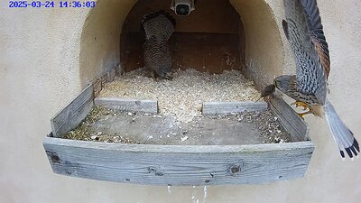 20250324 1436 143605pe-Hik-1 24 March 14:36 The male arrives with a vole for the female