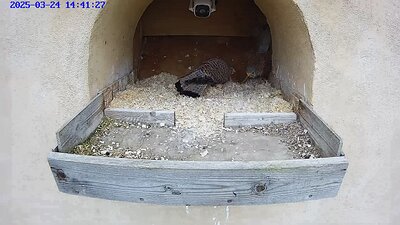 20250324 1441 144115-Hik-1 video 24 March 14:41 the male waits at the nest. The female arrives and the male flies away