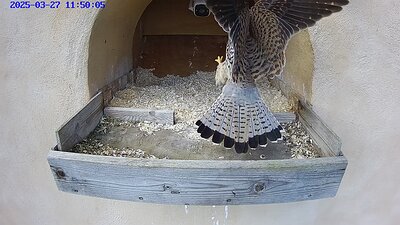 20250327 1150 115000-Hik-1 video 27 March 11:50 the female flies to the nest and the male arrives with a mouse
