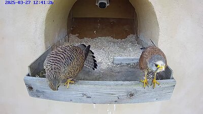 20250327 1241 124110-Hik-1 video 27 March 12:41 the female and male in the nest