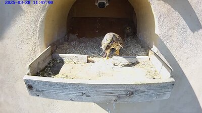 20250328 1146 114630-Hik-1 video 28 March 11:46 the male flies to the nest with a mouse and the female takes it