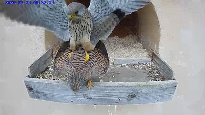 20250329 0852 085200-Hik-1 video 29 March 08:52 a cloacal kiss