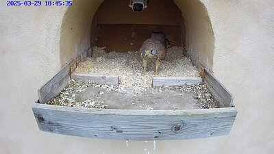 20250329 1845 184525-Hik-1 video 29 March 18:45 female flies t onest then male arrives with a mouse which the female takes