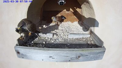 20250330 0850 085030-Hik-1 video 30 March 07:50 the female flies to the nest. The male follows with a mouse which the female takes