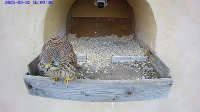 20250331 1609 160920-Hik-1 video 31 March 16:09 female arrives and calls
