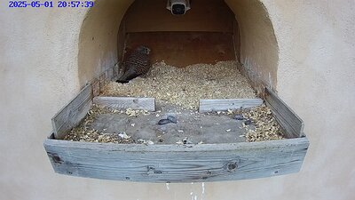 20250501 205730-Hik-1 video 1 May 2025 20:58 the female lays the first egg