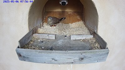 20250506 075630-Hik-1 video 6 May 2025 07:56 laying the third egg