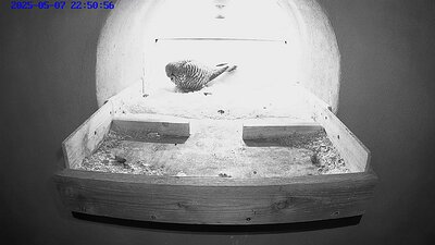 20250507 225056-Hik-1 video 7 May 2025 laying the fourth egg