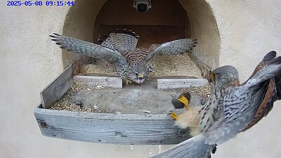 20250508 091540-Hik_1 video 8 May 2025 the female leaves when the male brings food