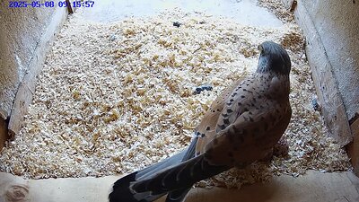 20250508 091540-Hilook video 8 May 2025 the female leaves when the male brings food