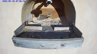 20250510 070700-Hik-1 video 10 May 2025 07:06 the female lays the fifth egg
