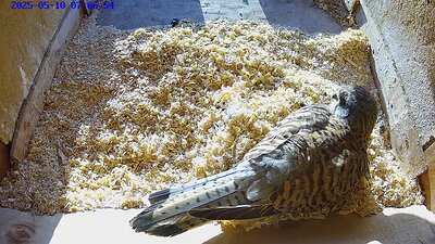 20250510 070700-Hilook video 10 May 2025 07:06 the female lays the fifth egg