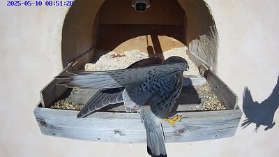 20250510 085120-Hik-1 video 10 May 2025 08:51 the male brings food and the female flies away