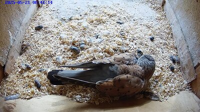 20250521 084120-Hilook video 21 May 2025 the female replaces the male on the eggs