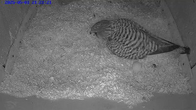 20250525 1101201-snapshot 1 May 2025 21:21 the first egg