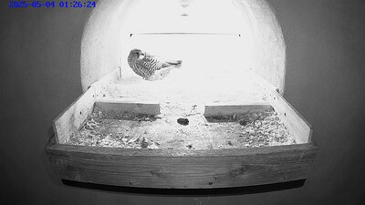 20250525 1103208-snapshot 4 May 2025 the second egg