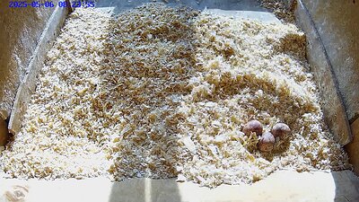 20250525 1104749-snapshot 6 May 2025 08:23 the three eggs