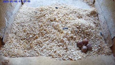 20250525 1110927-snapshot 8 May 2025 09:15 the four eggs